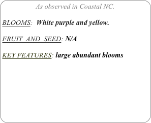 As observed in Coastal NC.

BLOOMS:  White purple and yellow.

FRUIT  AND  SEED: N/A

KEY FEATURES: large abundant blooms