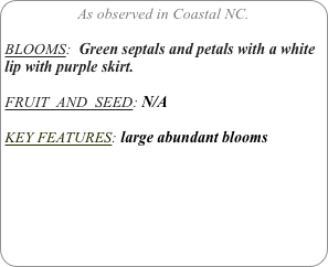 As observed in Coastal NC.

BLOOMS:  Green septals and petals with a white lip with purple skirt.

FRUIT  AND  SEED: N/A

KEY FEATURES: large abundant blooms