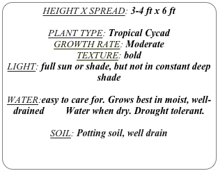 HEIGHT X SPREAD: 3-4 ft x 6 ft

PLANT TYPE: Tropical Cycad
GROWTH RATE: Moderate
TEXTURE: bold
LIGHT: full sun or shade, but not in constant deep shade

WATER:easy to care for. Grows best in moist, well-drained soil. Water when dry. Drought tolerant.

SOIL: Potting soil, well drain
