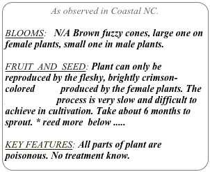 As observed in Coastal NC.

BLOOMS:   N/A Brown fuzzy cones, large one on female plants, small one in male plants.

FRUIT  AND  SEED: Plant can only be reproduced by the fleshy, brightly crimson-colored seeds produced by the female plants. The germination process is very slow and difficult to achieve in cultivation. Take about 6 months to sprout. * reed more  below .....

KEY FEATURES: All parts of plant are poisonous. No treatment know.