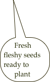 Fresh fleshy seeds
ready to plant