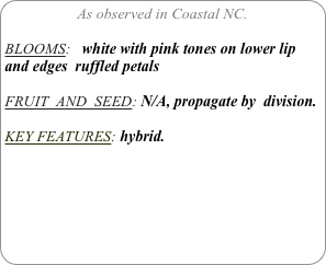 As observed in Coastal NC.

BLOOMS:   white with pink tones on lower lip and edges  ruffled petals

FRUIT  AND  SEED: N/A, propagate by  division.

KEY FEATURES: hybrid. 