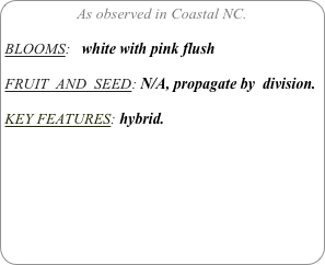 As observed in Coastal NC.

BLOOMS:   white with pink flush

FRUIT  AND  SEED: N/A, propagate by  division.

KEY FEATURES: hybrid. 