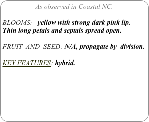 As observed in Coastal NC.

BLOOMS:   yellow with strong dark pink lip. Thin long petals and septals spread open.

FRUIT  AND  SEED: N/A, propagate by  division.

KEY FEATURES: hybrid. 
