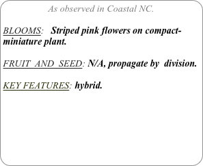 As observed in Coastal NC.

BLOOMS:   Striped pink flowers on compact-miniature plant.

FRUIT  AND  SEED: N/A, propagate by  division.

KEY FEATURES: hybrid. 