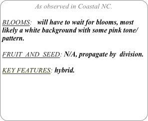 As observed in Coastal NC.

BLOOMS:   will have to wait for blooms, most likely a white background with some pink tone/pattern.

FRUIT  AND  SEED: N/A, propagate by  division.

KEY FEATURES: hybrid. 