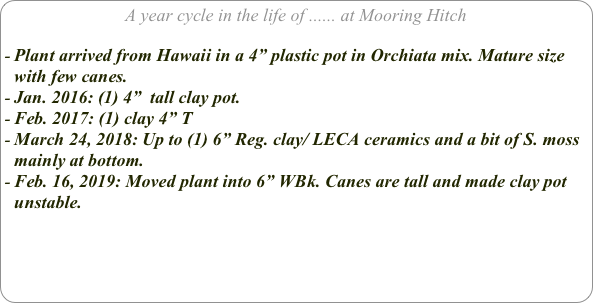 A year cycle in the life of ...... at Mooring Hitch

Plant arrived from Hawaii in a 4” plastic pot in Orchiata mix. Mature size with few canes.
Jan. 2016: (1) 4”  tall clay pot.
Feb. 2017: (1) clay 4” T
March 24, 2018: Up to (1) 6” Reg. clay/ LECA ceramics and a bit of S. moss mainly at bottom.
Feb. 16, 2019: Moved plant into 6” WBk. Canes are tall and made clay pot unstable.
