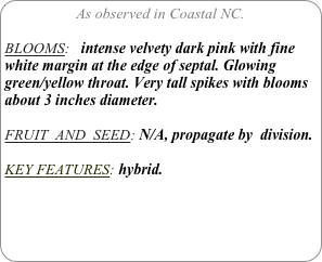 As observed in Coastal NC.

BLOOMS:   intense velvety dark pink with fine white margin at the edge of septal. Glowing green/yellow throat. Very tall spikes with blooms about 3 inches diameter.

FRUIT  AND  SEED: N/A, propagate by  division.

KEY FEATURES: hybrid. 
