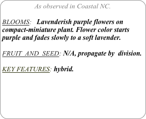 As observed in Coastal NC.

BLOOMS:   Lavenderish purple flowers on compact-miniature plant. Flower color starts purple and fades slowly to a soft lavender.

FRUIT  AND  SEED: N/A, propagate by  division.

KEY FEATURES: hybrid. 