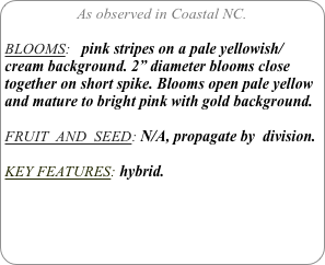 As observed in Coastal NC.

BLOOMS:   pink stripes on a pale yellowish/cream background. 2” diameter blooms close together on short spike. Blooms open pale yellow and mature to bright pink with gold background.

FRUIT  AND  SEED: N/A, propagate by  division.

KEY FEATURES: hybrid. 