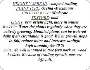 HEIGHT X SPREAD: compact trailing
PLANT TYPE: Orchid -Deciduous
GROWTH RATE: Moderate
TEXTURE: bold
LIGHT: very bright light, more in winter
WATER: Water the plants regularly when they are actively growing. Mounted plants can be watered daily if air circulation is good. When growth stops in fall, reduce water and increase sunlight
high humidity 60-70 %
SOIL: do well mounted in tree fern bark or, wood baskets. Because of trailing growth, pots are difficult.
