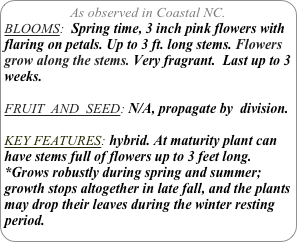 As observed in Coastal NC.
BLOOMS:  Spring time, 3 inch pink flowers with flaring on petals. Up to 3 ft. long stems. Flowers grow along the stems. Very fragrant.  Last up to 3 weeks.

FRUIT  AND  SEED: N/A, propagate by  division.

KEY FEATURES: hybrid. At maturity plant can have stems full of flowers up to 3 feet long.
*Grows robustly during spring and summer; growth stops altogether in late fall, and the plants may drop their leaves during the winter resting period.