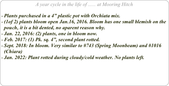A year cycle in the life of ...... at Mooring Hitch

Plants purchased in a 4” plastic pot with Orchiata mix.
(1of 2) plants bloom open Jan.16, 2016. Bloom has one small blemish on the pouch, it is a bit dented, no aparent reason why. 
Jan. 22, 2016: (2) plants, one in bloom now.
Feb. 2017: (1) Pk. sq. 4”, second plant rotted.
Sept. 2018: In bloom. Very similar to #743 (Spring Moonbeam) and #1016 (Chiara)
Jan. 2022: Plant rotted during cloudy/cold weather. No plants left.

