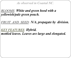 As observed in Coastal NC.

BLOOMS: White and green hood with a yellowish/pale green pouch.

FRUIT  AND  SEED: N/A, propagate by  division.

KEY FEATURES: Hybrid.
mottled leaves. Leaves are large and elongated.

