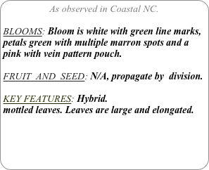 As observed in Coastal NC.

BLOOMS: Bloom is white with green line marks, petals green with multiple marron spots and a pink with vein pattern pouch.

FRUIT  AND  SEED: N/A, propagate by  division.

KEY FEATURES: Hybrid.
mottled leaves. Leaves are large and elongated.

