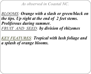 As observed in Coastal NC.

BLOOMS: Orange with a slash or green/black on the tips. Up right at the end of  2 feet stems. Proliferous during summer.
FRUIT  AND  SEED: by division of rhizomes

KEY FEATURES: Tropical with lush foliage and a splash of orange blooms.

