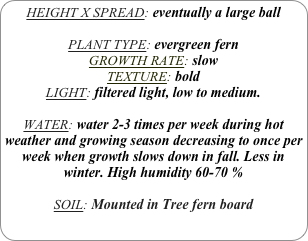 HEIGHT X SPREAD: eventually a large ball

PLANT TYPE: evergreen fern
GROWTH RATE: slow
TEXTURE: bold
LIGHT: filtered light, low to medium. 

WATER: water 2-3 times per week during hot weather and growing season decreasing to once per week when growth slows down in fall. Less in winter. High humidity 60-70 %

SOIL: Mounted in Tree fern board
