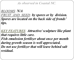 As observed in Coastal NC.

BLOOMS: N/A
FRUIT  AND  SEED: by spores or by  division. Spores are located on the back side of fronds’ tips.

KEY FEATURES: Attractive/ sculpture like plant that requires little care.
Fish emulssion fertilizer about once per month during growth season is well appreciated.
Do not use fertilizer that will leave behind salt residual.
