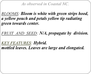 As observed in Coastal NC.

BLOOMS: Bloom is white with green strips hood, a yellow pouch and petals yellow tip radiating green towards center.

FRUIT  AND  SEED: N/A, propagate by  division.

KEY FEATURES: Hybrid.
mottled leaves. Leaves are large and elongated.

