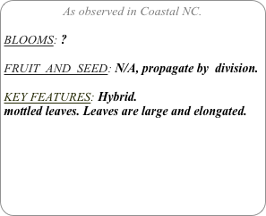 As observed in Coastal NC.

BLOOMS: ?

FRUIT  AND  SEED: N/A, propagate by  division.

KEY FEATURES: Hybrid.
mottled leaves. Leaves are large and elongated.

