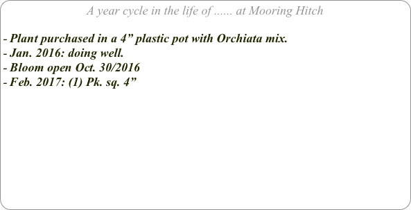 A year cycle in the life of ...... at Mooring Hitch

Plant purchased in a 4” plastic pot with Orchiata mix. 
Jan. 2016: doing well.
Bloom open Oct. 30/2016
Feb. 2017: (1) Pk. sq. 4”

