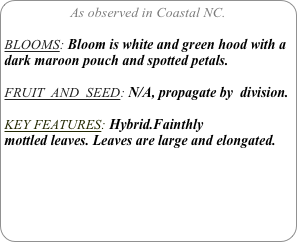 As observed in Coastal NC.

BLOOMS: Bloom is white and green hood with a dark maroon pouch and spotted petals.

FRUIT  AND  SEED: N/A, propagate by  division.

KEY FEATURES: Hybrid.Fainthly
mottled leaves. Leaves are large and elongated.

