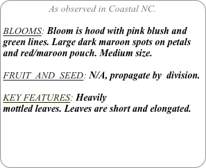 As observed in Coastal NC.

BLOOMS: Bloom is hood with pink blush and green lines. Large dark maroon spots on petals and red/maroon pouch. Medium size.

FRUIT  AND  SEED: N/A, propagate by  division.

KEY FEATURES: Heavily
mottled leaves. Leaves are short and elongated.

