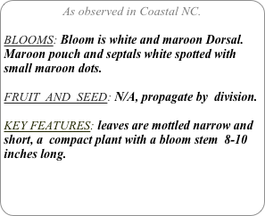 As observed in Coastal NC.

BLOOMS: Bloom is white and maroon Dorsal. Maroon pouch and septals white spotted with small maroon dots.

FRUIT  AND  SEED: N/A, propagate by  division.

KEY FEATURES: leaves are mottled narrow and short, a  compact plant with a bloom stem  8-10 inches long.

