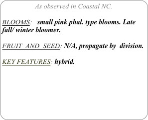 As observed in Coastal NC.

BLOOMS:   small pink phal. type blooms. Late fall/ winter bloomer.

FRUIT  AND  SEED: N/A, propagate by  division.

KEY FEATURES: hybrid. 