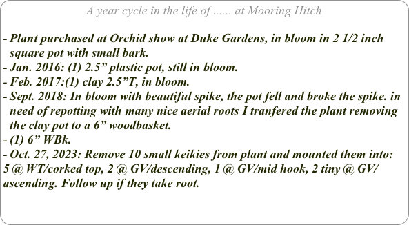 A year cycle in the life of ...... at Mooring Hitch

Plant purchased at Orchid show at Duke Gardens, in bloom in 2 1/2 inch square pot with small bark.
Jan. 2016: (1) 2.5” plastic pot, still in bloom.
Feb. 2017:(1) clay 2.5”T, in bloom.
Sept. 2018: In bloom with beautiful spike, the pot fell and broke the spike. in need of repotting with many nice aerial roots I tranfered the plant removing the clay pot to a 6” woodbasket.
(1) 6” WBk.
Oct. 27, 2023: Remove 10 small keikies from plant and mounted them into:
5 @ WT/corked top, 2 @ GV/descending, 1 @ GV/mid hook, 2 tiny @ GV/ ascending. Follow up if they take root.

