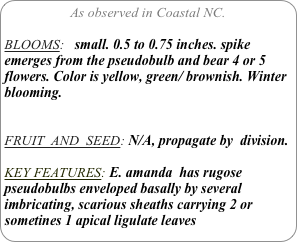 As observed in Coastal NC.

BLOOMS:   small. 0.5 to 0.75 inches. spike emerges from the pseudobulb and bear 4 or 5 flowers. Color is yellow, green/ brownish. Winter blooming.


FRUIT  AND  SEED: N/A, propagate by  division.

KEY FEATURES: E. amanda  has rugose pseudobulbs enveloped basally by several imbricating, scarious sheaths carrying 2 or sometines 1 apical ligulate leaves