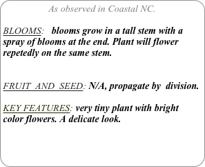 As observed in Coastal NC.

BLOOMS:   blooms grow in a tall stem with a spray of blooms at the end. Plant will flower repetedly on the same stem.


FRUIT  AND  SEED: N/A, propagate by  division.

KEY FEATURES: very tiny plant with bright color flowers. A delicate look.
