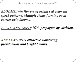 As observed in Coastal NC.

BLOOMS:twin flowers of bright red color ith speck patterns. Multiple stems forming each carries twin blooms.

FRUIT  AND  SEED: N/A, propagate by  division.


KEY FEATURES:attractive wondering pseudobulbs and bright blooms.