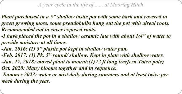 A year cycle in the life of ...... at Mooring Hitch

Plant purchased in a 5” shallow lastic pot with some bark and covered in green growing moss. some pseudobulbs hang out the pot with aireal roots. Recommended not to cover exposed roots. 
-I have placed the pot in a shallow ceramic late with about 1/4” of water to provide moisture at all times. 
-Jan. 2016: (1) 5” plastic pot kept in shallow water pan.
-Feb. 2017: (1) Pk. 5” round/ shallow. Kept in plate with shallow water.
-Jan. 17, 2018: moved plant to mount:(1) (2 ft long treefern Toten pole)
Oct. 2020: Many blooms together and in sequence.
-Summer 2023: water or mist daily during summers and at least twice per week during the year.