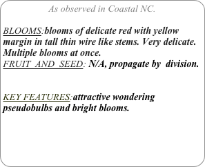 As observed in Coastal NC.

BLOOMS:blooms of delicate red with yellow margin in tall thin wire like stems. Very delicate. Multiple blooms at once.
FRUIT  AND  SEED: N/A, propagate by  division.


KEY FEATURES:attractive wondering pseudobulbs and bright blooms.