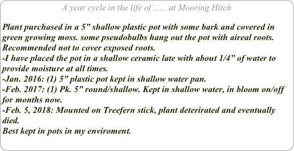 A year cycle in the life of ...... at Mooring Hitch

Plant purchased in a 5” shallow plastic pot with some bark and covered in green growing moss. some pseudobulbs hang out the pot with aireal roots. Recommended not to cover exposed roots. 
-I have placed the pot in a shallow ceramic late with about 1/4” of water to provide moisture at all times. 
-Jan. 2016: (1) 5” plastic pot kept in shallow water pan.
-Feb. 2017: (1) Pk. 5” round/shallow. Kept in shallow water, in bloom on/off for months now.
-Feb. 5, 2018: Mounted on Treefern stick, plant deterirated and eventually died.
Best kept in pots in my enviroment.