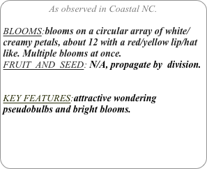 As observed in Coastal NC.

BLOOMS:blooms on a circular array of white/creamy petals, about 12 with a red/yellow lip/hat like. Multiple blooms at once.
FRUIT  AND  SEED: N/A, propagate by  division.


KEY FEATURES:attractive wondering pseudobulbs and bright blooms.