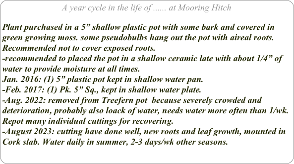 A year cycle in the life of ...... at Mooring Hitch

Plant purchased in a 5” shallow plastic pot with some bark and covered in green growing moss. some pseudobulbs hang out the pot with aireal roots. Recommended not to cover exposed roots. 
-recommended to placed the pot in a shallow ceramic late with about 1/4” of water to provide moisture at all times.
Jan. 2016: (1) 5” plastic pot kept in shallow water pan.
-Feb. 2017: (1) Pk. 5” Sq., kept in shallow water plate.
-Aug. 2022: removed from Treefern pot  because severely crowded and deterioration, probably also loack of water, needs water more often than 1/wk. Repot many individual cuttings for recovering.
-August 2023: cutting have done well, new roots and leaf growth, mounted in Cork slab. Water daily in summer, 2-3 days/wk other seasons.