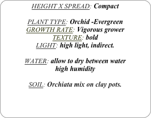 HEIGHT X SPREAD: Compact

PLANT TYPE: Orchid -Evergreen
GROWTH RATE: Vigorous grower
TEXTURE: bold
LIGHT: high light, indirect.

WATER: allow to dry between water
high humidity 

SOIL: Orchiata mix on clay pots.
