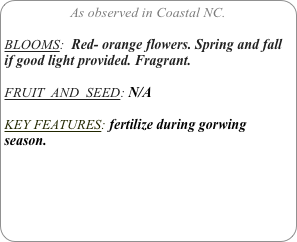 As observed in Coastal NC.

BLOOMS:  Red- orange flowers. Spring and fall if good light provided. Fragrant.

FRUIT  AND  SEED: N/A

KEY FEATURES: fertilize during gorwing season.