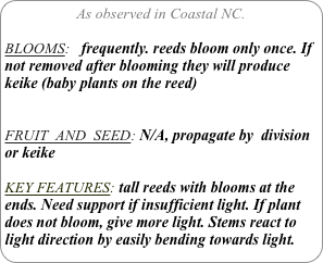 As observed in Coastal NC.

BLOOMS:   frequently. reeds bloom only once. If not removed after blooming they will produce keike (baby plants on the reed)

FRUIT  AND  SEED: N/A, propagate by  division or keike

KEY FEATURES: tall reeds with blooms at the ends. Need support if insufficient light. If plant does not bloom, give more light. Stems react to light direction by easily bending towards light.