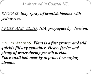 As observed in Coastal NC.

BLOOMS: long spray of bronish blooms with yellow rim.

FRUIT  AND  SEED: N/A, propagate by  division.


KEY FEATURES: Plant is a fast grower and will quickly fill any container. Heavy feeder and plenty of water during growth period.
Place snail bait near by to protect emerging blooms.