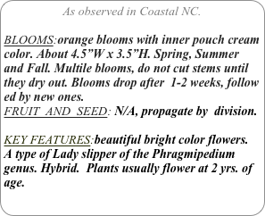As observed in Coastal NC.

BLOOMS:orange blooms with inner pouch cream color. About 4.5”W x 3.5”H. Spring, Summer and Fall. Multile blooms, do not cut stems until they dry out. Blooms drop after  1-2 weeks, follow ed by new ones.
FRUIT  AND  SEED: N/A, propagate by  division.

KEY FEATURES:beautiful bright color flowers. 
A type of Lady slipper of the Phragmipedium genus. Hybrid.  Plants usually flower at 2 yrs. of age.