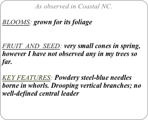 As observed in Coastal NC.

BLOOMS: grown for its foliage


FRUIT  AND  SEED: very small cones in spring, however I have not observed any in my trees so far.

KEY FEATURES: Powdery steel-blue needles borne in whorls. Drooping vertical branches; no well-defined central leader