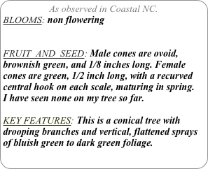 As observed in Coastal NC.
BLOOMS: non flowering


FRUIT  AND  SEED: Male cones are ovoid, brownish green, and 1/8 inches long. Female cones are green, 1/2 inch long, with a recurved central hook on each scale, maturing in spring.
I have seen none on my tree so far.

KEY FEATURES: This is a conical tree with drooping branches and vertical, flattened sprays of bluish green to dark green foliage.