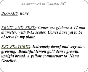 As observed in Coastal NC.

BLOOMS: none


FRUIT  AND  SEED: Cones are globose 8-12 mm diameter, with 8-12 scales. Cones have yet to be observe in my plant.

KEY FEATURES: Extremely dwarf and very slow growing.  Beautiful lemon gold dense growth, upright broad. A yellow counterpart to `Nana Gracilis'.
