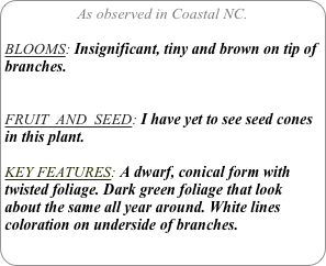 As observed in Coastal NC.

BLOOMS: Insignificant, tiny and brown on tip of branches.


FRUIT  AND  SEED: I have yet to see seed cones in this plant.

KEY FEATURES: A dwarf, conical form with twisted foliage. Dark green foliage that look about the same all year around. White lines coloration on underside of branches.