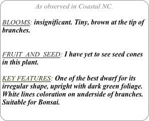 As observed in Coastal NC.

BLOOMS: insignificant. Tiny, brown at the tip of branches.


FRUIT  AND  SEED: I have yet to see seed cones in this plant.

KEY FEATURES: One of the best dwarf for its irregular shape, upright with dark green foliage.White lines coloration on underside of branches. Suitable for Bonsai.