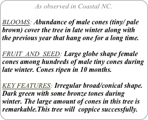 As observed in Coastal NC.

BLOOMS: Abundance of male cones (tiny/ pale brown) cover the tree in late winter along with the previous year that hang one for a long time. 

FRUIT  AND  SEED: Large globe shape female cones among hundreds of male tiny cones during late winter. Cones ripen in 10 months.

KEY FEATURES: Irregular broad/conical shape. Dark green with some bronze tones during winter. The large amount of cones in this tree is remarkable.This tree will  coppice successfully.