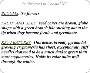 As observed in Coastal NC.

BLOOMS: No flowers

FRUIT  AND  SEED: seed cones are brown, globe shape with a green branch like sticking out at the tip when they become fertile and germinate. 

KEY FEATURES: This dense, broadly pyramidal growing cryptomeria has short, exceptionally stiff needles that tend to be a much darker green than most cryptomerias. Holds its color quite well through the winter. 